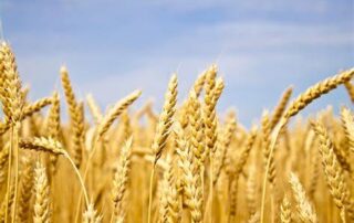 acuerdo de campaña de modulos p de bergantin